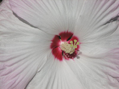 Img_0680Hibiscus.jpg