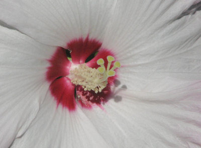 Img_0681Hibiscus.jpg
