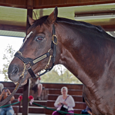 The great thoroughbred racehorse, Cigar