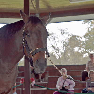 Champion race horse, Da Hoss