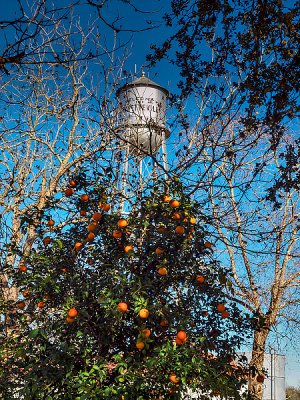 The Fayetteville Tin Man water tower behind the orange tree