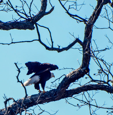 Same eagle as the first image taken with same lens.