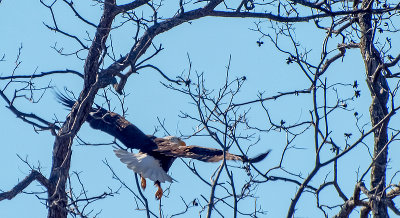 A  bald eagle leaving the nest.
