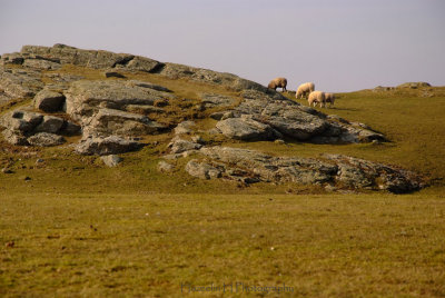 Anglesey