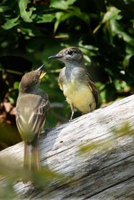 Great Crested Flycatcher Myiarchus Crinitus