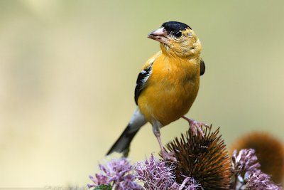 American Goldfinch <i>Carduelis Tristis</i>