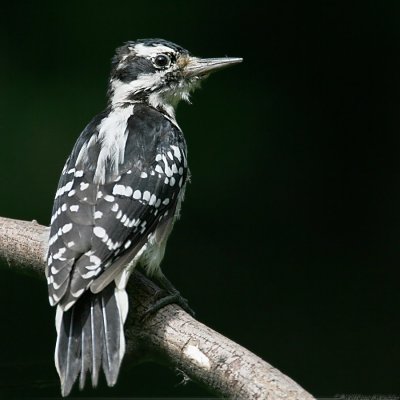 Hairy Woodpecker <i>Picoides Villosus</i>