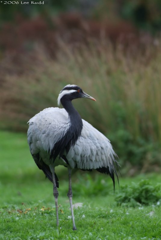 Crane preening
