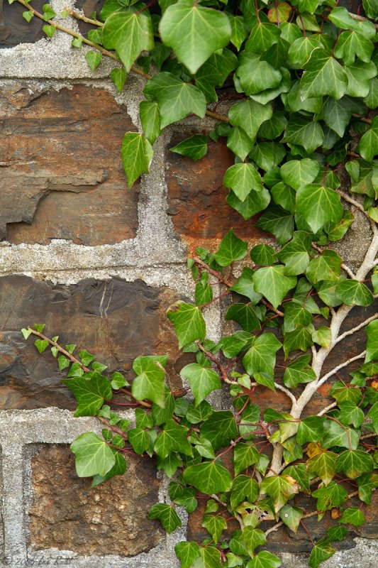 Wall Creeper