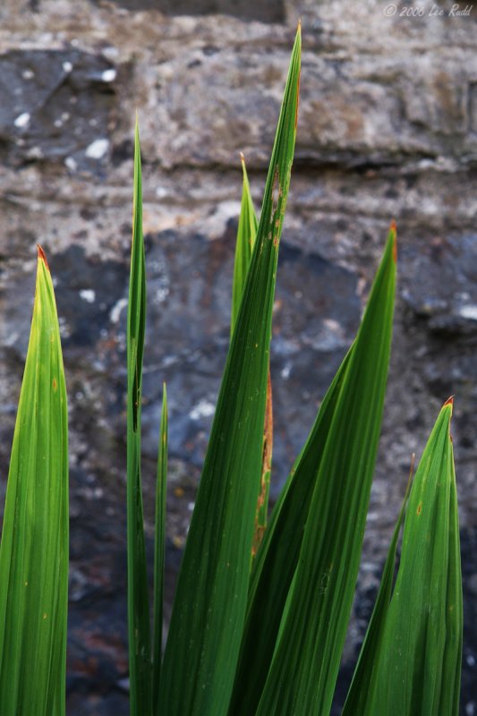 Spikes and Stone....