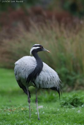 Crane preening