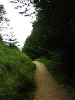 Ścieżka prowadząca na Ben Lomond(IMG_3446.JPG)