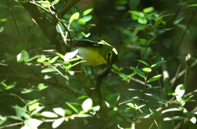 Yellow-throated Vireo and lunch