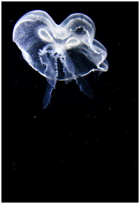 Moon Jellyfish 1.jpg