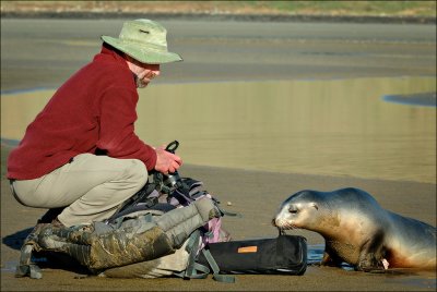 The insouciant Sea Lion