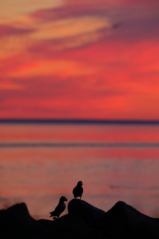 011  ATLANTIC PUFFIN