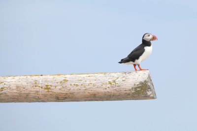 024 ATLANTIC PUFFIN