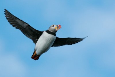 037  ATLANTIC PUFFIN