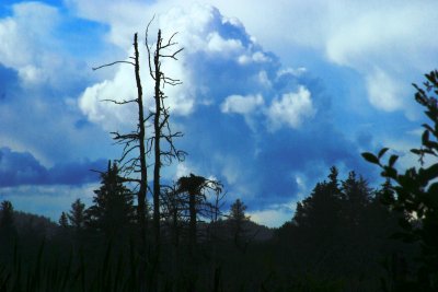 152  OSPREY NEST