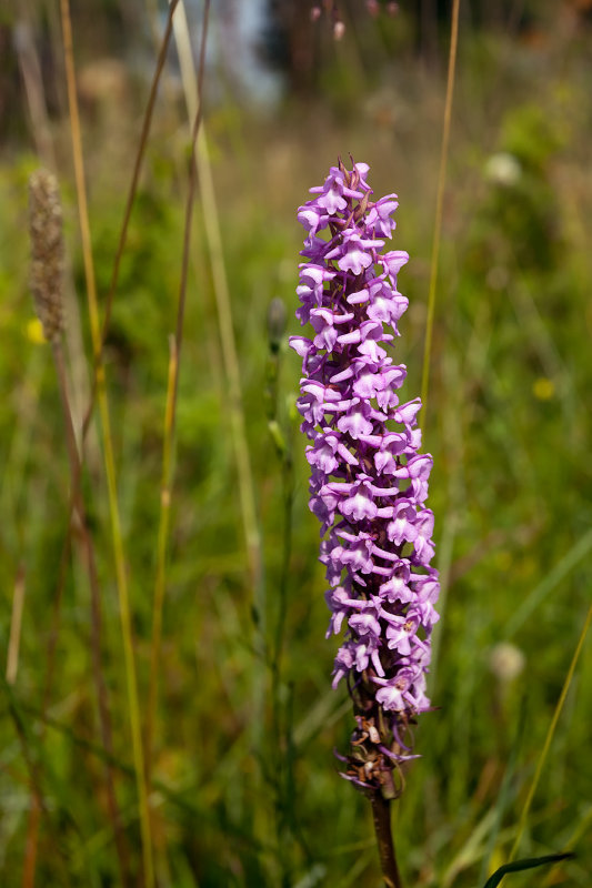 gu Pank: Fragrant Orchid