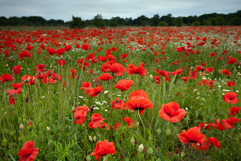 Poppies
