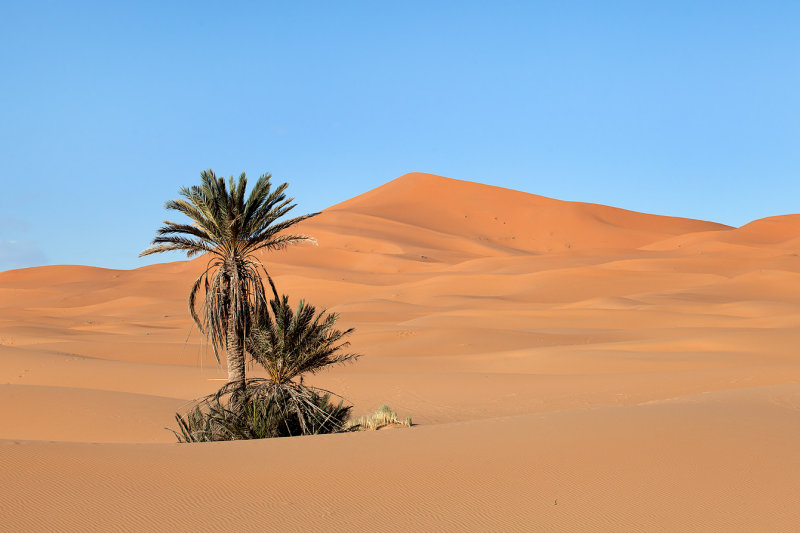 Palm and Dunes