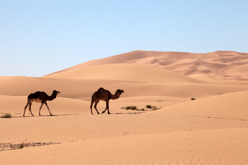 Camels and Dunes close to Algerian Border