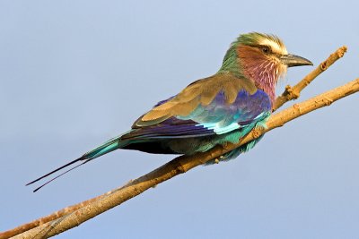 Lilac Breasted Roller