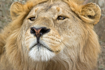 Lion Portrait