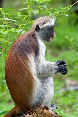 Jozani Forest: Red Colubus Monkey