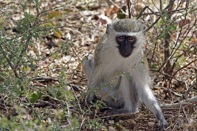 Vervet Monkey