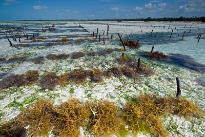 Low Tide