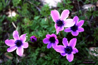 Flowers Blooming