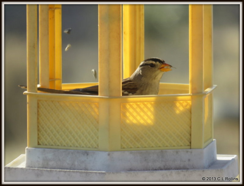IMG_0459 White-crowned Sparrow