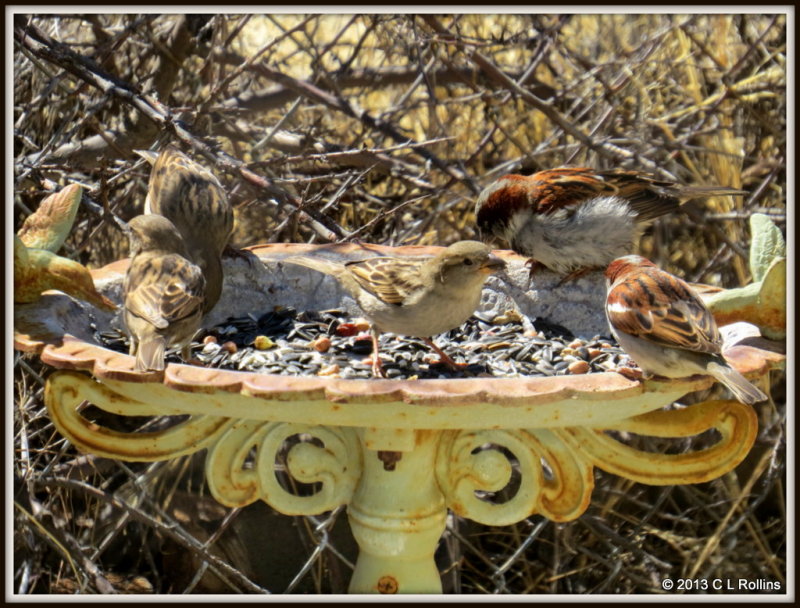 IMG_1043 House Sparrows