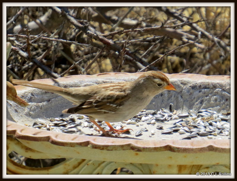 IMG_1057 White-crowned Sparrow