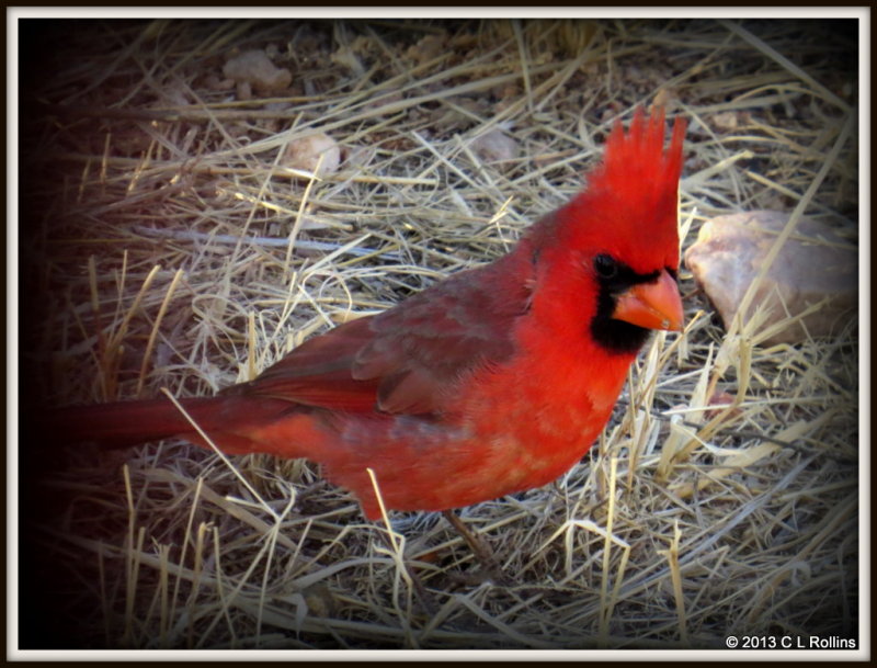 IMG_1126 Northern Cardinal