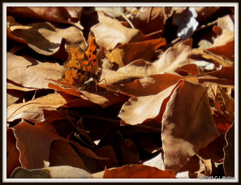IMG_1373 Satyr Comma