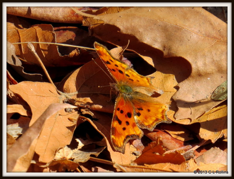 IMG_1449 Satyr Comma