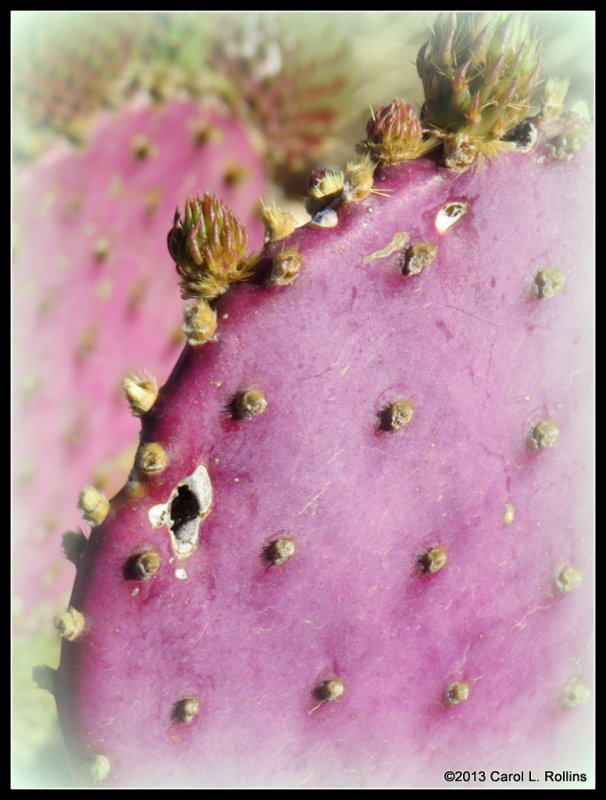 IMG_4110 April #19 Prickly