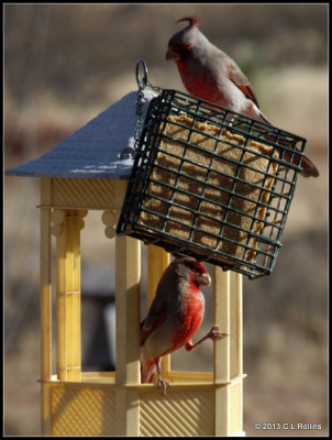 P2023702 Pyrrhuloxia Pair