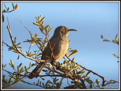 IMG_0013 Curve-billed Thrasher