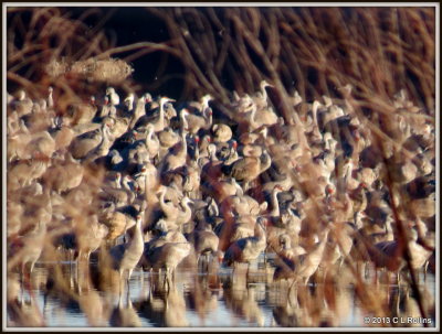 IMG_0050 2013 February
