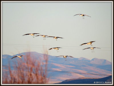 Sandhill Cranes