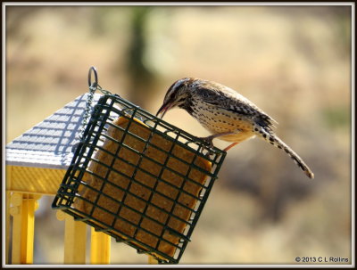 IMG_0328 Cactus Wren