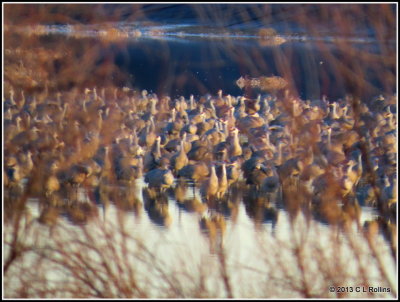 Sandhill Cranes