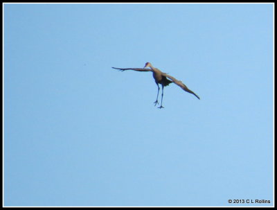 Sandhill Cranes