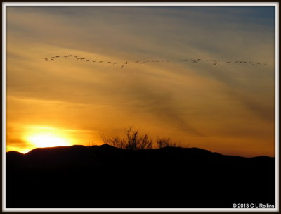 IMG_0269 Sandhill Cranes at Sunset