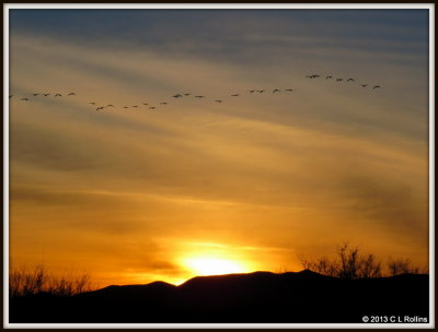 IMG_0270 Sandhill Cranes at Sunset