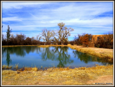 IMG_0565 The Wildlife Pond